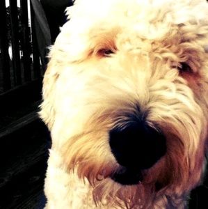 Meet your Posher, Adrian